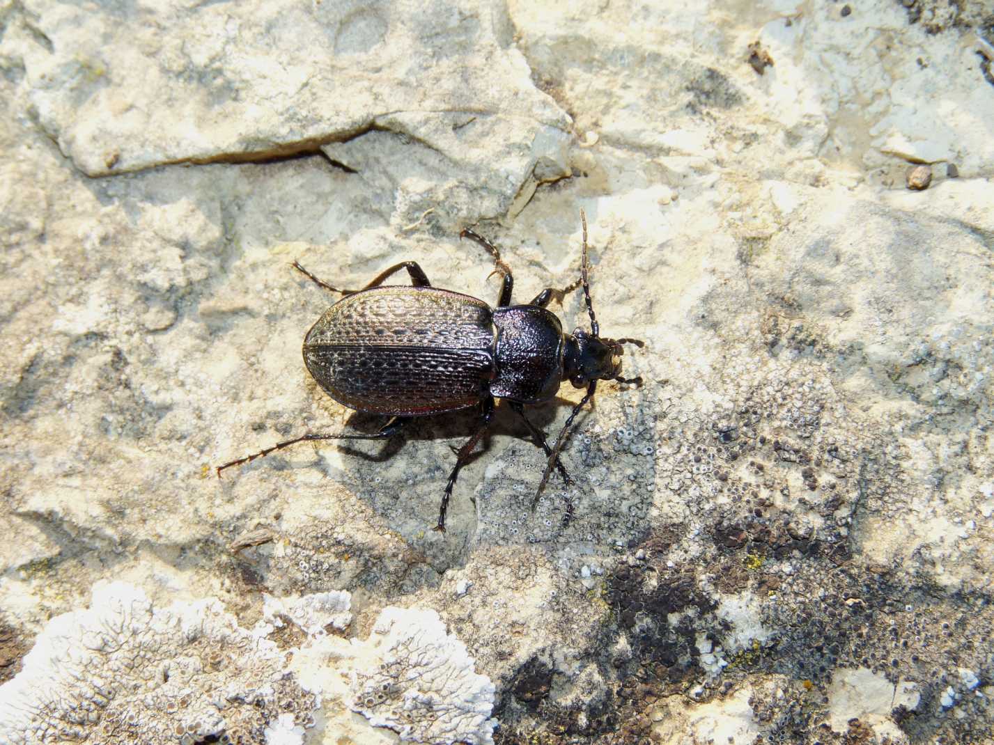 Carabo da determinare: Carabus alysidotus